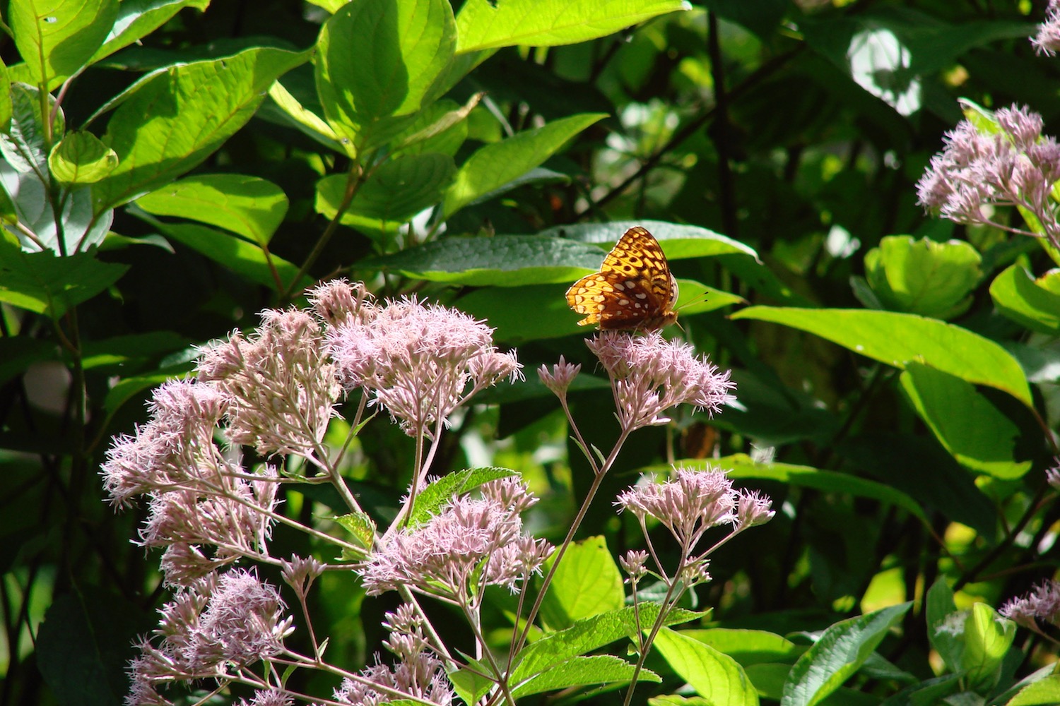 Pollinator Garden, Sustainable Landscape Design Minnesota