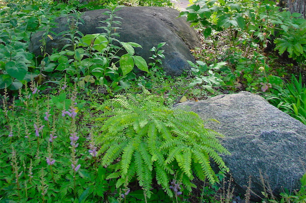 Carpenter Nature Center