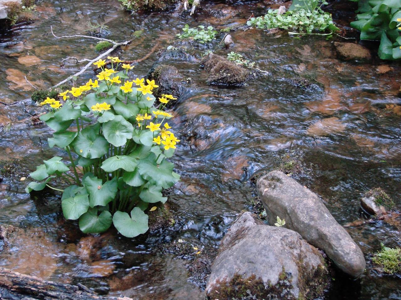 Standing Cedar SNA Marsh Marigold, Minnesota Native Plants