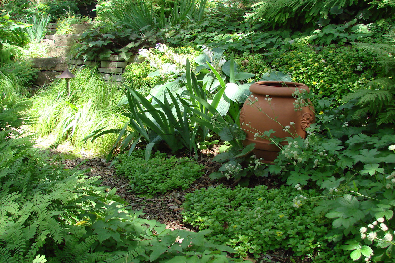 Maidenhair Fern and Sedges Tucked into Traditional Woodland Landscape Design