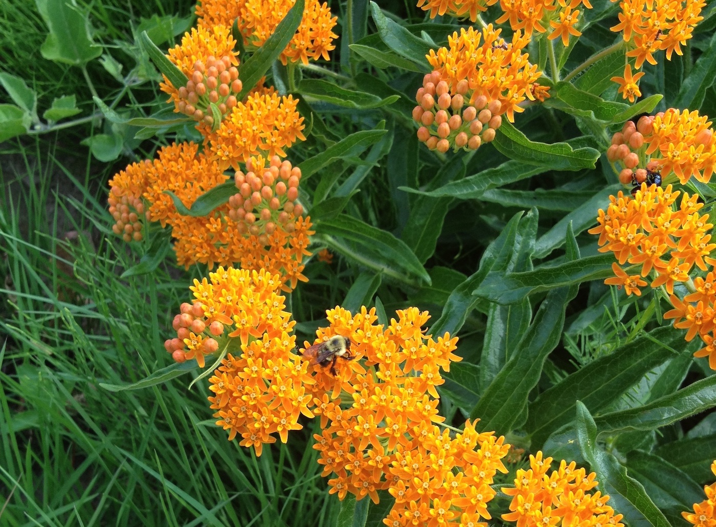 Pollinator Garden, Sustainable Landscape Design Minnesota