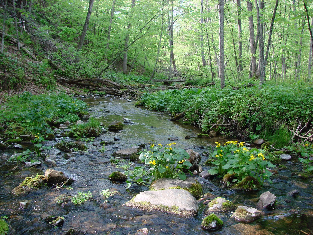 Standing Cedar SNA Marsh Marigold, Minnesota Native Plants