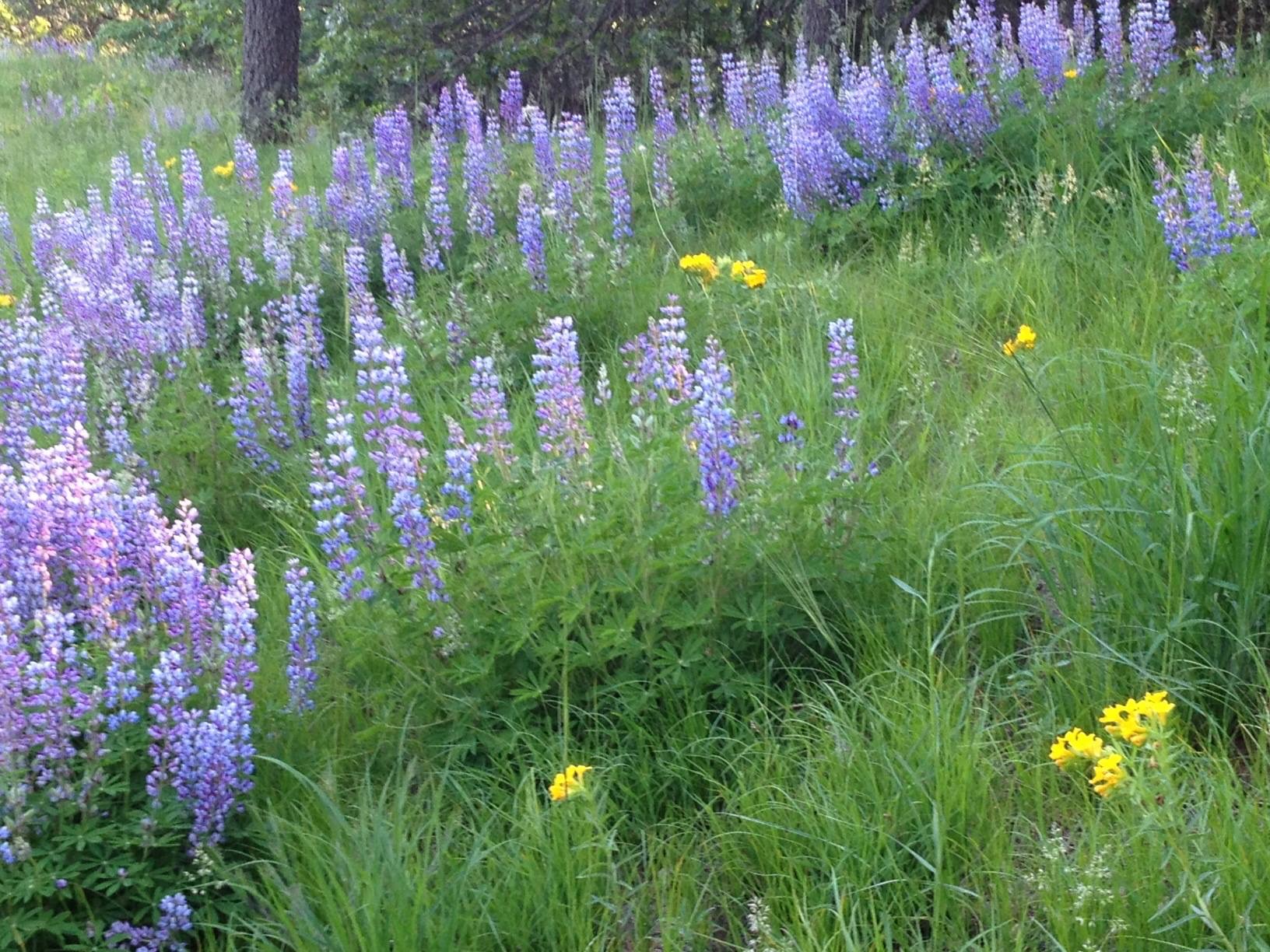 Wild Lupin Prairie Plant, Sustainable Landscape Design Minnesota